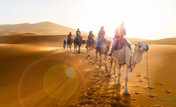 Camel rides in sahara desert morocco